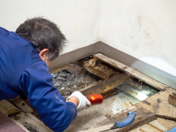 Best Residential Mold Remediation in Vernon Center, NJ