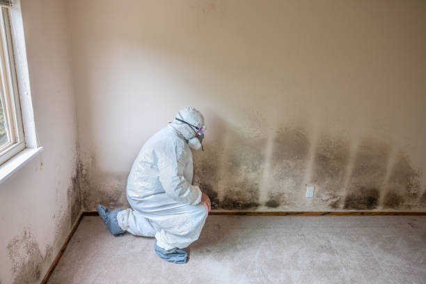Best DIY Mold Remediation Support Services in Vernon Center, NJ