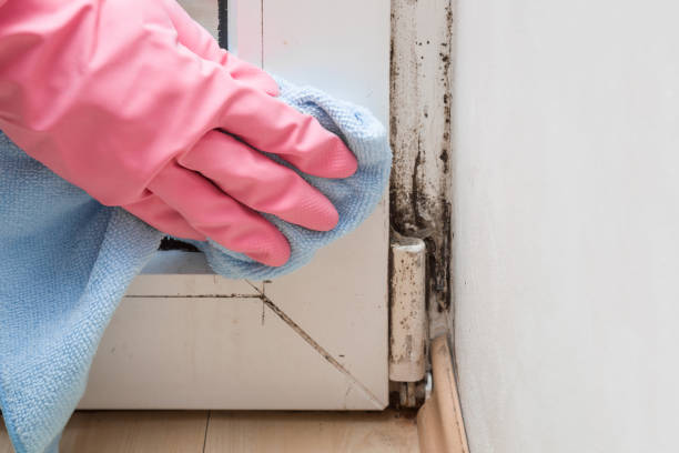 Best Mold Testing and Inspection Services in Vernon Center, NJ